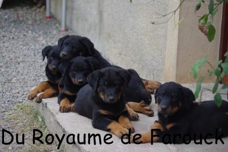 du Royaume De Farouck - Berger de Beauce - Portée née le 04/07/2013